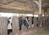 Holstein dairy cows in Mississippi State University's barns near Starkville, Miss., on Wednesday, Sept. 11, 2013, are cooled with sprinklers and fans to reduce the effects of heat stress on their milk production. (Photo by MSU Ag Communications/Kat Lawrence)