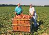 Benny Graves, executive director of the Mississippi Sweet Potato Council and Matthew Knight, a grower in Webster County, inspect harvested sweet potatoes on Sept. 4, 2013. (Photo by MSU Ag Communications/Scott Corey)