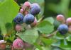 Blueberries in this Hinds County yard are beginning to ripen on June 25, 2014. A cold winter and spring delayed blueberry maturity and harvest for growers throughout the state. (Photo by MSU Ag Communications/Susan Collins-Smith)