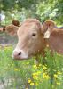 Mississippi cattle, such as this one on the Beaverdam Fresh Farms in Clay County, Mississippi, on July 8, 2014, eat less and grow slower during the hottest months. While Mississippi has not faced extremely dry conditions in recent years, the state's herd numbers are still down, just like those in drought-stricken regions. (Photo by MSU Ag Communications/Kat Lawrence)