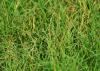 Simpson County producer Jimmy Welch's hayfield shows damage from Bermuda grass stem maggots on July 24, 2014. The pest feeds in the tips of developing stems. (Photo by MSU Ag Communications/Susan Collins-Smith)