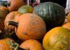 Wet weather during the growing season delayed pumpkin harvest and increased disease pressure for some Mississippi growers. These pumpkins were displayed at Mitchell Farms in Collins, Mississippi on Oct. 20, 2014. (Photo by MSU Ag Communications/Kevin Hudson)