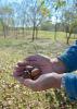 Mississippi trees are producing fewer pecans than normal this year, but consumers will be pleased with the size and taste of most nuts, such as these from an orchard in Oktibbeha County. This photo was taken on Oct. 31, 2014. (Photo by MSU Ag Communications/Linda Breazeale)