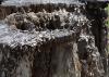 Termites swarming on this decaying tree stump are a healthy part of nature, but homeowners must take steps to make sure they do not infest houses. (Photo by MSU Extension Service/Linda Breazeale)