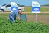 Award-winning farmer Paul Good examines cotton growing in Noxubee County during a Mississippi State University field tour on July 12, 2017. Good said he remembers a time when farmers did not grow cotton in the area, mostly because of boll weevils. (Photo by MSU Extension Service/Linda Breazeale)