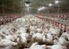 Scores of chickens are seen inside a poultry house.