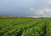 Dark clouds move toward Mississippi State University soybean and corn plots at the R.R. Foil Plant Science Research Center in Starkville, Mississippi, on Aug. 17, 2017. (Photo by MSU Extension Service/Linda Breazeale)