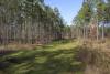 With a new sawmill in central Mississippi and the prospect of more being built, timber plots like this one at Coontail Farm in Aberdeen will be a good investment long-term despite middling timber market conditions now. (File photo by MSU Extension Service/Kevin Hudson)