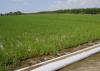 Computerized hole selection provides furrow irrigation of rice with water from a tailwater recovery system in the Mississippi Delta. (MSU Extension Service file photo)