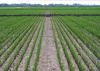 This 2016 rice field is growing the Thad variety of foundation seed stock at the North Mississippi Research and Extension Center in Verona, Mississippi. Most of the 2017 rice crop is at or beyond this growth stage that is ready for floodwaters. (File photo by Mississippi Foundation Seed Stock/Randy Vaughan)