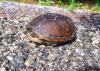 Retreating into its shell will not protect this box turtle from most road dangers. If conditions are safe, render aid by moving or encouraging snakes and turtles off roads in the directions they are already headed. (Photo by MSU Extension Service/Evan O’Donnell)