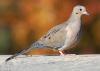 Healthy mourning dove populations allow opportunities for recreational hunting. Habitat establishments begin in the spring by planting small fields with a variety of grains such as sorghum, browntop millet and sunflowers. (Submitted photo)