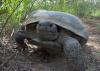 A gopher tortoise walking in one of south Mississippi's remaining longleaf pine forest.