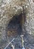 Bats roosting in the cavity of large tree.