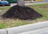 Don’t mulch trees like this. Mulching offers significant benefits, but a layer should only be 2 to 3 inches deep and pulled away from the tree trunk. (Photo by MSU Extension/Gary Bachman)