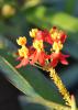 Both butterflies and aphids are attracted to tropical milkweed in droves. While unsightly, aphids don’t seem to impact growth and flowering. (Photo by MSU Extension/Gary Bachman)