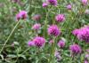 The hot-pink flowers of Fireworks gomphrenas have little, yellow tips that capture the essence of a celebratory explosion. (Photo by MSU Extension/Gary Bachman)