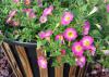 These Daybreak Charm Supertunias are thriving in a basic, 25-gallon container that has been dressed up with vertical wooden slats. (Photo by MSU Extension/Gary Bachman)