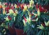 Red, green, and yellow pods on a Chilly Chili plant, a colorful pod producer without the heat. 