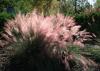 Backlit Gulf Muhly grass glows like a rich, pink cloud in this landscape.