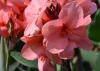 Toucan Rose canna flowers in a garden landscape with shades of pink and dark red are brightened by sunlight.