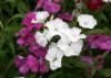 A close-up of white and pink dianthus blooms.