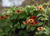 Orange vine flowers resembling black-eyed Susans straddle the top of a wooden gray fence.