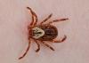 Close-up of a tick attached to human skin.