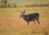 A large buck walks through a brown field.