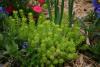 Upright stems of a low-lying chartreuse plant sprout from a landscape bed.