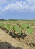  Small soybean plants stand a few inches tall against a blue sky.