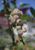 These early stage blueberries are green with a pink center.