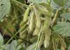 Green soybean plants set pods in a field.