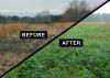 The first photo shows ground that has been disked in the middle of dormant grasses. The second photo shows the same location with green plants growing beside grasses that are not as lush.