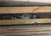 Two small gray squirrels peak out between wooden slats with nesting material behind them.