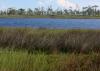 Small body of water with tall grass nearest the camera and mostly bare trees on the other side.