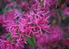 Deep pink blossoms cover the mostly bare branches of a shrub.