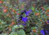 Several deep blue flowers line the upright stem of a plant.