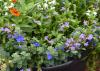 Scaevola – Tiny purple, white and orange flowers can be seen among a mass of green leaves.  