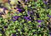 Small, vivid purple flowers bloom from dark spikes against a green background.