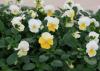 Several white flowers have a lower petal of yellow and rise above a sea of green foliage.