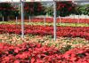 Nurseries have provided thousands of Christmas poinsettias in a variety of colors to decorate homes for the holidays. 