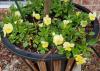 Two-tone, yellow flowers bloom on green foliage at the base of a small tree planted in a container.