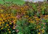 A sea of yellow flowers with black centers and pink flowers with orange centers cover a flower bed.