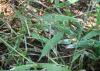 A closeup of signal grass blades shows grayish areas from armyworm damage.