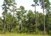 A stand of tall pine trees with significant amounts of green brush, grass and small trees growing beneath them.