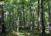 Countless trees of various sizes with the sun breaking through the canopy in spots.