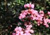 One cluster of pink, crinkled flowers and some seed-heads are visible with dark-green foliage in the background.