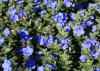 Dozens of blue flowers bloom above an uninterrupted sea of green leaves