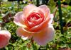 A single rose in peach tones blooms against a blurry green background.